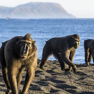 Sulawesi black macaques (Macaca nigra) males foraging on exposed beach at low tide
