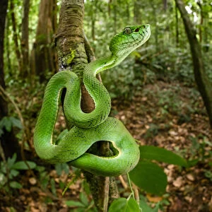 Pit Viper Collection: Green Tree Pit Viper