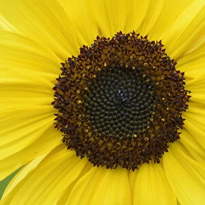 Sunflower (Helianthus annuus) Vosges, France, September