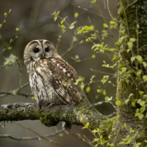 Tawny owl (Strix aluco) perched in Silver Birch tree (Betula pendula)