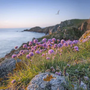 Thrift (Armeria maritima), Sark, British Channel Islands, May