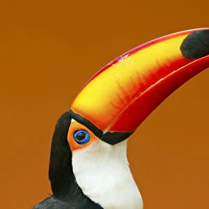 Toco Toucan (Ramphastos toco) head and beak profile portrait, Brazil