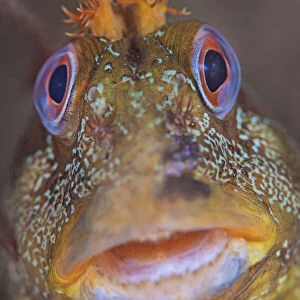 C Collection: Combtooth Blenny