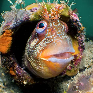 B Collection: Blenny