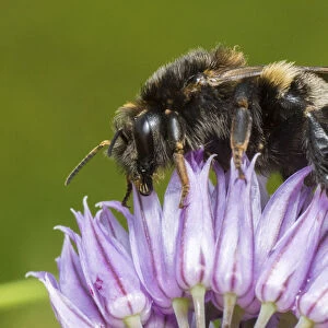 Tree bumblebee (Bombus hypnorum) feeding from Chive (Allium schoenoprasum), Monmouthshire