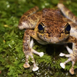 Tree frog (Amolops afghanus) female sitting on moss Tongbiguan Nature Reserve, Dehong prefecture