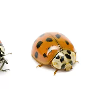 Beetles Collection: Black Lady Beetle