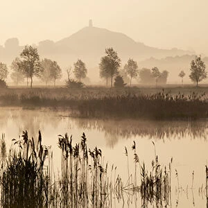 View towards Glastonbury Tor over reedbeds at dawn, Somerset, England