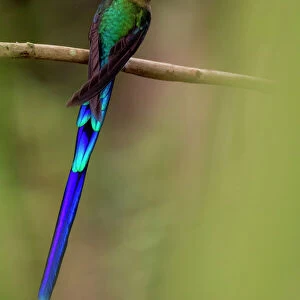 Hummingbirds Collection: Blue Tailed Hummingbird