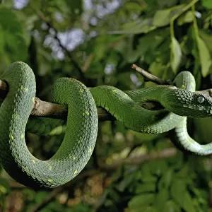 Bush Viper Collection: Related Images
