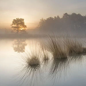 Wetland at sunrise, Klein Schietveld, Brasschaat, Belgium