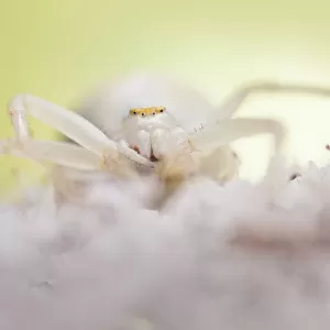 White form of goldenrod crab spider (Misumenia vatia) camouflaged on umbelliferae