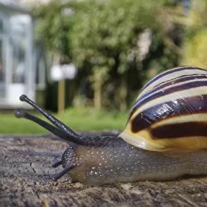 Snails Collection: Brown Garden Snail
