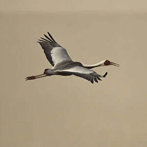 Cranes Collection: White Naped Crane