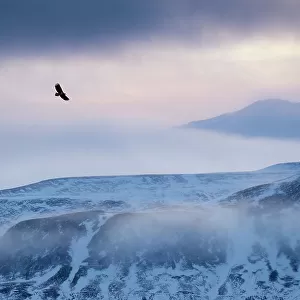 White-tailed eagle (Haliaeetus albicilla) in flight over mountain landscape at dusk, Iceland, January