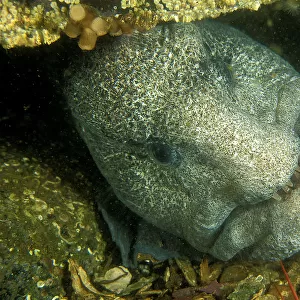 W Collection: Wolf Eel