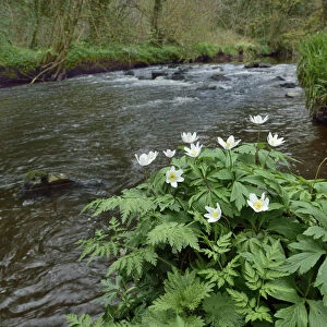Wood anemone (Anemone nemorosa) by river, Co. Armagh, Northern Ireland