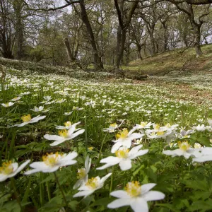 Wood anemones (Anemone nemorosa) growing in profusion on woodland floor, Scotland