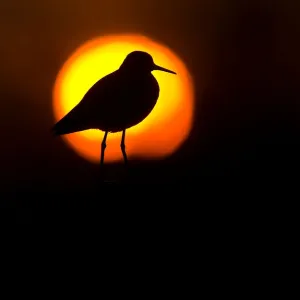 Wood sandpiper (Tringa glareola) at dusk silhouetted against setting sun, Karigasniemi