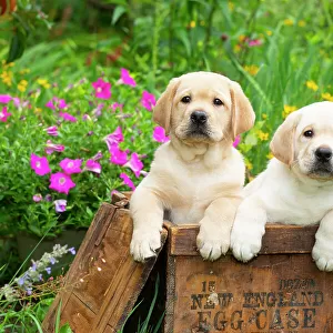 Two yellow Labrador retriever puppies, males, side by side in wooden box in garden next to summer flowers, Haddam, Connecticut, USA. July