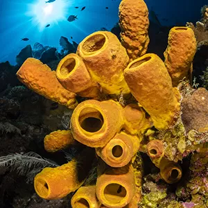 Sponges Collection: Horny Sponges