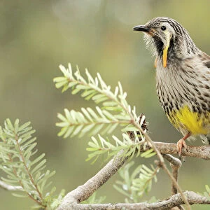 Honeyeaters Collection: Related Images