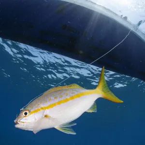 Yellowtail snapper (Ocyurus chrysurus) hooked on fishing line. Yellowtail snapper fishery, Utila Island, Honduras. Caribbean Sea