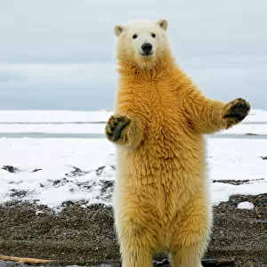 Ursidae Collection: Polar Bear