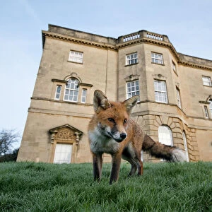 Young Red fox (Vulpes vulpes) in garden outside Royal Fort House, Bristol University, UK