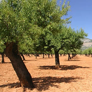 Almond trees, Mallorca, Spain