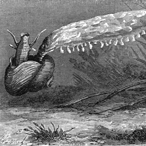 Bait of the Florida Fisherman; A Flying Visit to Florida, 1875. Creator: Thomas Mayne Reid