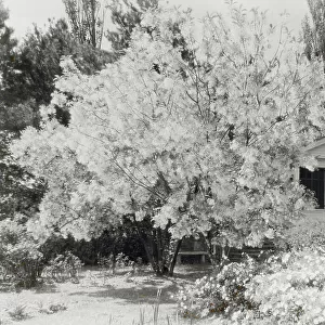 "Belvoir, " Fairfax Harrison house, Star Route 709, The Plains, Fauquier County, Virginia, 1928. Creator: Frances Benjamin Johnston. "Belvoir, " Fairfax Harrison house, Star Route 709, The Plains, Fauquier County, Virginia, 1928