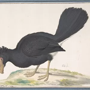 Curassows Collection: Black Curassow