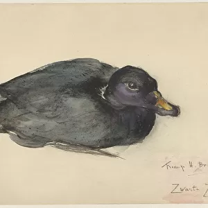 Ducks Collection: Black Scoter