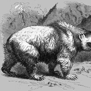 The Brown Bear; Notes of a Naturalist in the North-Western Provinces of India, 1875. Creator: Charles Horne