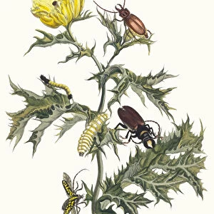 Carduus spinosus. From the Book Metamorphosis insectorum Surinamensium, 1705