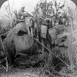 Carrying dead tigers back to camp, Behar ungle, India, c1900s(?). Artist: Underwood & Underwood