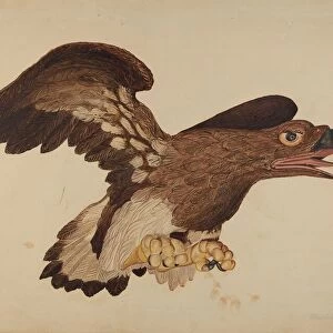 Carved Wooden Eagle, c. 1939. Creator: Robert Gilson