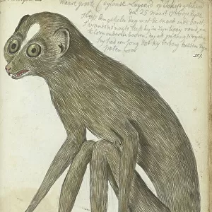 Ceylon sloth, 1786. Creator: Jan Brandes