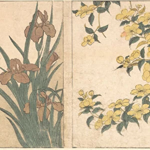 Cherry Blossoms and Irises, from the illustrated book Flowers of the Four Seasons, 1801