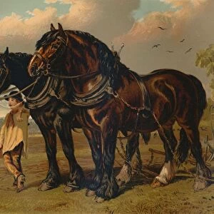 Clydesdale Stallion & Mare, c1879. Creator: Unknown