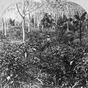 A coffee plantation, Jamaica, c1900s. Artist: CH Graves