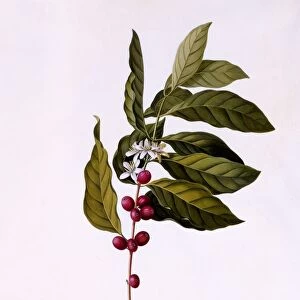 The Coffee Tree, c. 1743 (hand coloured engraving)