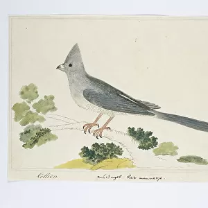 Mousebirds Collection: Related Images