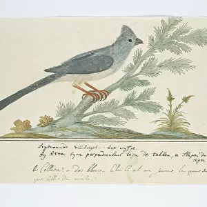 Awe-Inspiring Bird Prints: Mousebirds