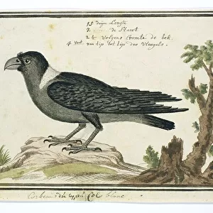 Crows And Jays Collection: White Necked Raven