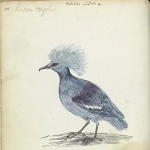 Pigeons Collection: Crested Pigeon