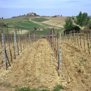 Cultivating vines in Tuscany