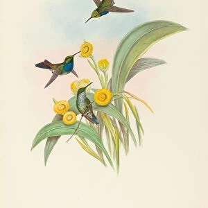 Damophila amabilis (Blue-breasted Hummingbird). Creators: John Gould