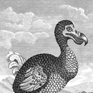 Dodo, late 18th century
